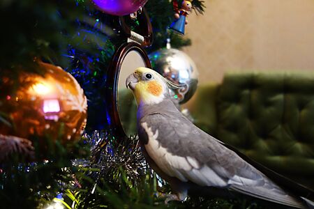 Corolla on the Christmas tree at the mirrorの写真素材