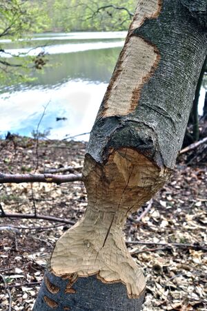 Damaged trees caused by beaverの写真素材