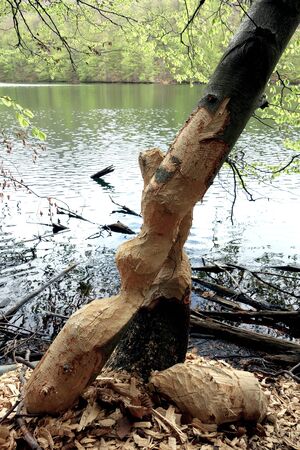 Damaged trees caused by beaverの写真素材