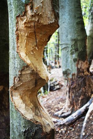 Damaged trees caused by beaverの写真素材