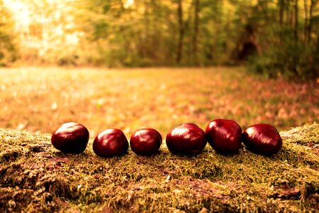 Fallen autumn chestnuts in beautiful countrysideの写真素材