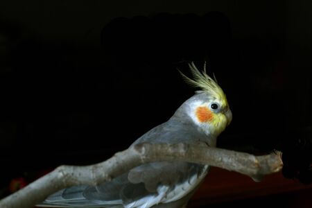Cockatiel close up background