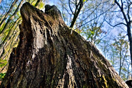 Fallen old tree in untouched forestの写真素材