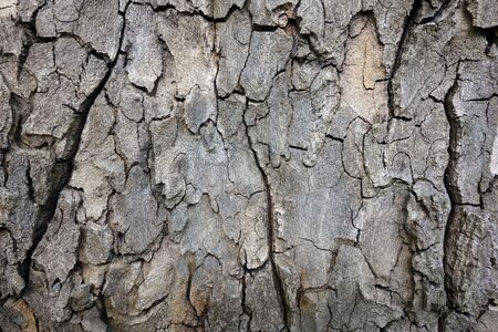 Bark of treeの写真素材