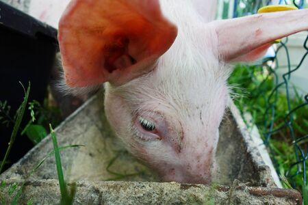 Little pigs are feeding in the paddockの写真素材