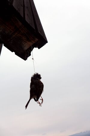Unhappy lot hanged sparrow under own nest