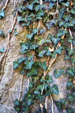 Ivy growing on a rocky wallの写真素材