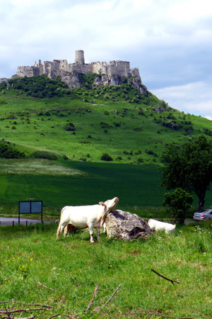 Cow under SpiÅ¡ Castleのeditorial素材