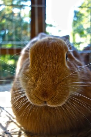 Exhibition rabbit in a cage