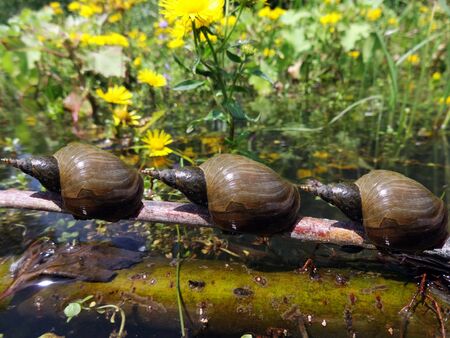 Water slugsの写真素材