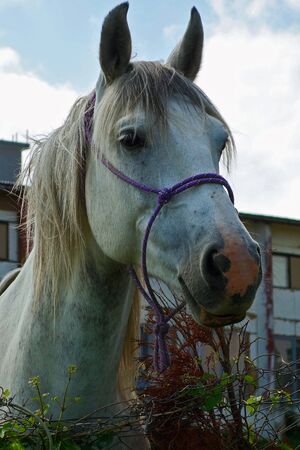 White Horseの写真素材