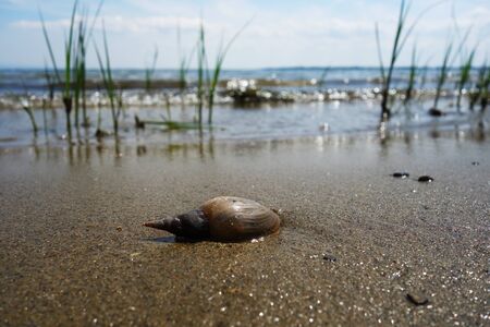 Water snail on shore