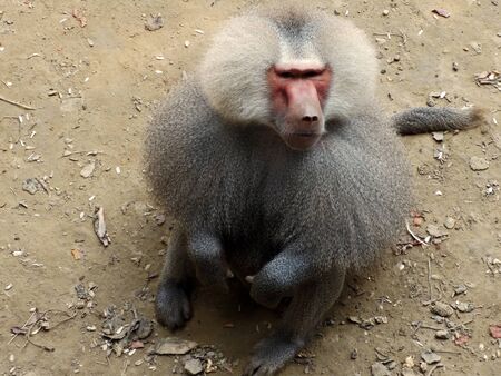 Monkeyの写真素材