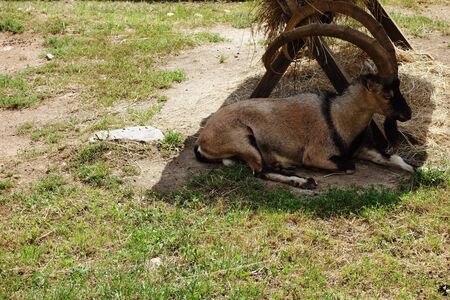 Capra aegagrus, mountain goatの写真素材