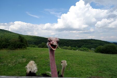 Resting ostrich in nature
