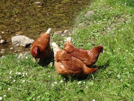 Free range chickens