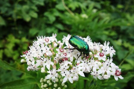 Beetle on flowerの写真素材