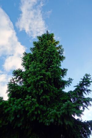 Spruce in the cloudsの写真素材