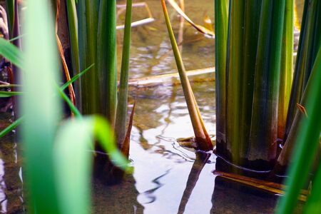 Growing bulrush plant near river edgeの写真素材
