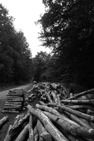 Cut and stored wood in the forestの写真素材