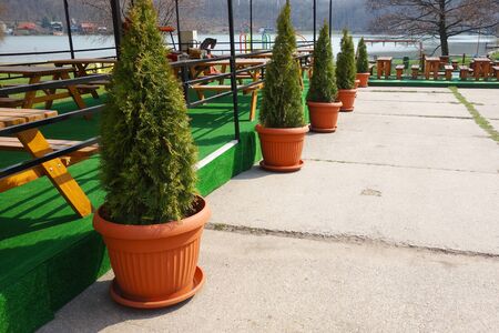 Thuja planted in a large flower potの写真素材