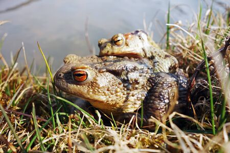 Mating frogs in spring timeの写真素材