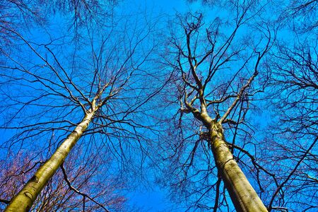 View of the treetops under blue sky