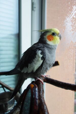 Cockatiel sits on a branch and watches the rain outside through a mosquito netの写真素材