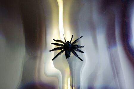 Plastic black spider on mirrored plastic foil