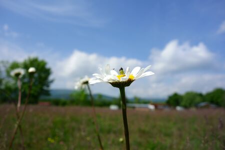 The spider feeds on a fly caught in a cobweb on a meadow flowerの写真素材