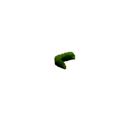 Bloated green caterpillar on a white background