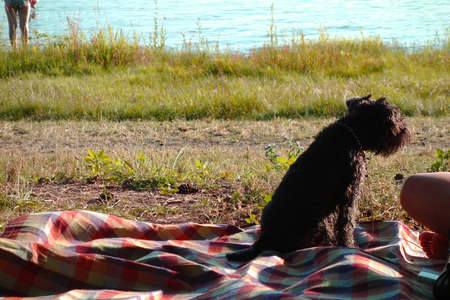 The dog sits on a blanket next to its owner and watches the surroundings of the summer resortの写真素材