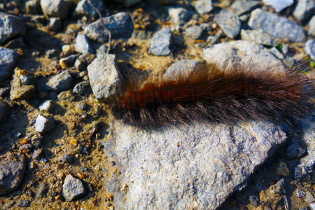 The brown hairy caterpillar basks in the sunの写真素材