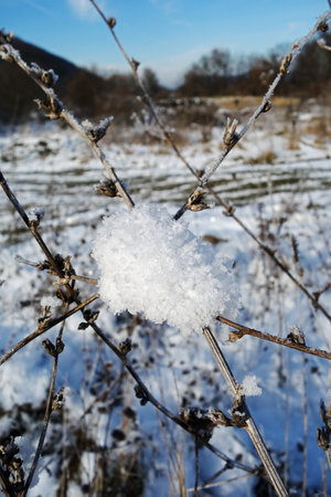 Frozen and snowy natural plants in beautiful winterの写真素材