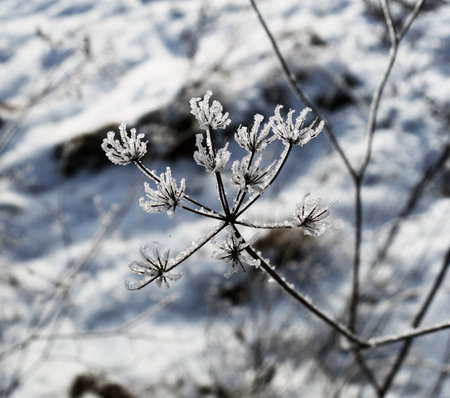 Frozen and snowy natural plants in beautiful winter