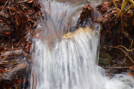 Flooded forest stream in winter