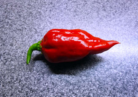 Extremely hot Trinidad Moruga Scorpion pepper