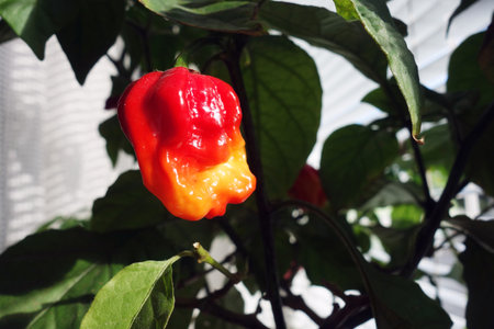 Extremely hot Trinidad Moruga Scorpion pepper
