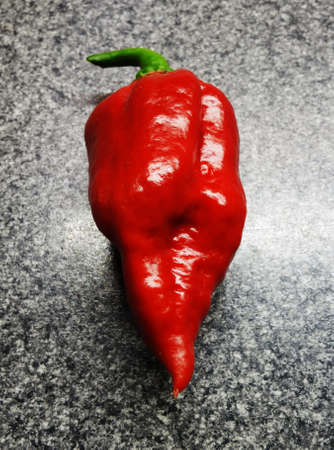 Extremely hot Trinidad Moruga Scorpion pepper