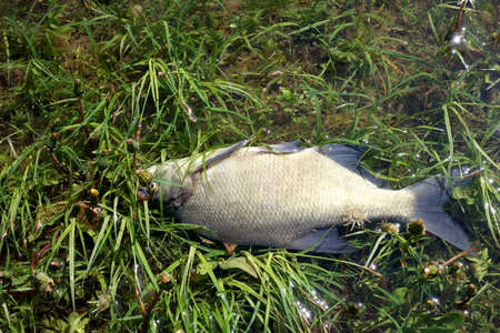 Dead fish under the surface of the pond