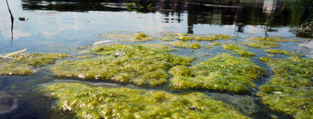 Yellow green algae on the surface of the lakeの写真素材