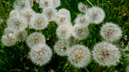 Picturesque blooming dandelion full of seeds ready to fly away from the stem into beautiful nature to start a new life thereの写真素材