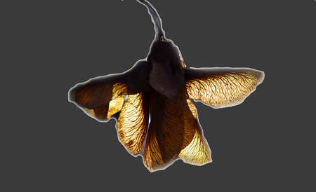 A beautiful photographic object of a flower in the form of a moth
