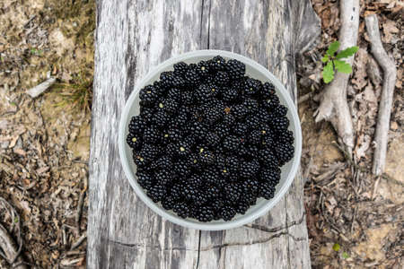 Collected blackberries in a bowl in the woodsの写真素材
