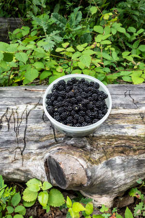 Collected blackberries in a bowl in the woodsの写真素材