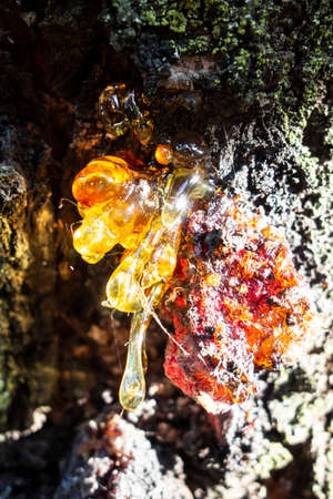 Beautiful sticky yellow and transparent sap tree accumulated on the wound of the tree barkの写真素材