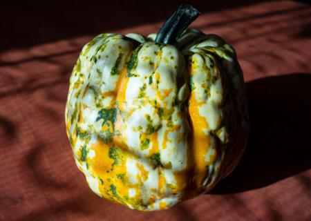 Decorative edible winter pumpkinの写真素材