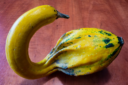 Edible pumpkin on the table in the shape of a swan, used to decorate for Halloween or Thanksgivingの写真素材
