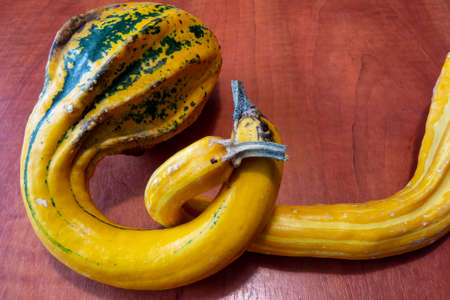 Edible pumpkin on the table in the shape of a swan, used to decorate for Halloween or Thanksgivingの写真素材