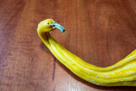 Edible pumpkin on the table in the shape of a swan, used to decorate for Halloween or Thanksgivingの写真素材